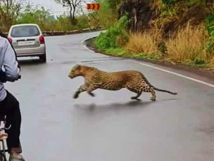 Leopard sighting in Shamgaon ghat ran in front of youth s vehicle satara | अबब...शामगाव घाटात बिबट्याचे दर्शन, युवकांच्या वाहनासमोरून ठोकली धूम