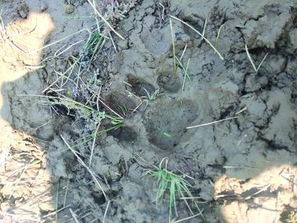 Leopard footprints at Padlos Mango | पाडलोस आंब्याचेगाळू येथे बिबट्याच्या पाऊलखुणा