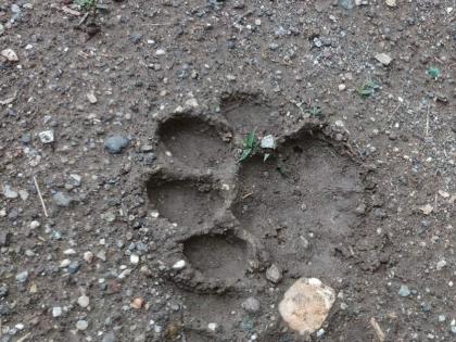  Parsu and calf fired by leopard in Borkhede Shivaraya | बोरखेडे शिवारात बिबट्याने फस्त केले पारडू आणि वासरू