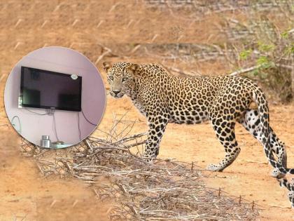 When the family saw the tail, they thought it was a snake, moved with a stick, like a leopard under the TV table | कुटुंबियांना शेपूट बघून वाटलं साप, काठीने हलवलं, टीव्हीच्या टेबलाखाली चक्क बिबट्या