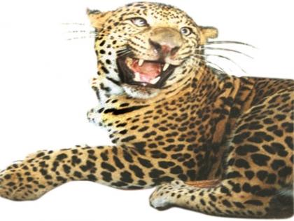 Six leopards attack the barn; Woman rescued, two goats killed | सहा बिबट्यांचा गोठ्यावर हल्ला; महिला बचावली, दोन शेळ्यांचा पाडला फडशा