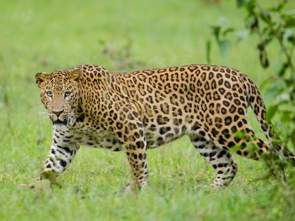 A leopard died in a collision with a vehicle on the Pune-Solapur highway | Pune | पुणे-सोलापूर महामार्गावर वाहनाच्या धडकेत बिबट्याचा मृत्यू