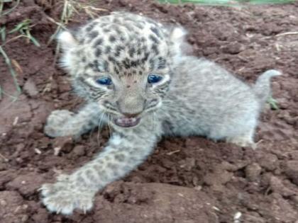 Bowel eggs and milking to the bed of the leopard | बिबटय़ाच्या बछडय़ाला बॉईल अंडी व दुधाचा पाहुणचार