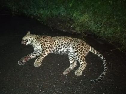 A crowd of citizens thought he had been killed; The 'dead' leopard got up and the onlookers turned around | ठार झाला समजून नागरिकांची गर्दी; 'मेलेला' बिबट्या उठला अन् बघ्यांची बोबडी वळली