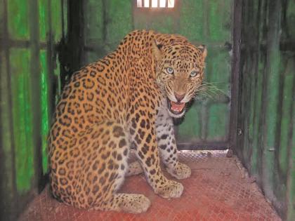 Piled in a cage by a well-worn forest | विहिरीत पडलेला बिबट्या वनखात्याकडून पिंज-यात जेरबंद