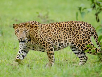 Free movement of leopards in Junnar taluka has scared the farmers, panic among the villagers along with the farmers | जुन्नर तालुक्यातील बिबट्याच्या मुक्त संचाराने शेतकरी धास्तावले, ग्रामस्थांसह शेतकऱ्यांत दहशत