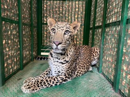 A drone hovered in a sorghum field and the leopard was caught in a forest department trap | ज्वारीच्या शेतात ड्रोन भिरभिरला आणि बिबट्या वनविभागाच्या जाळ्यात सापडला