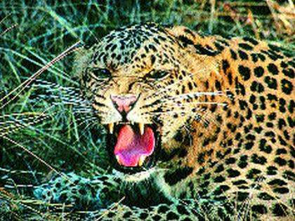 Vaasari killed in a leopard attack in Sikheida | सायखेडा येथे बिबट्याच्या हल्ल्यात वासरी ठार