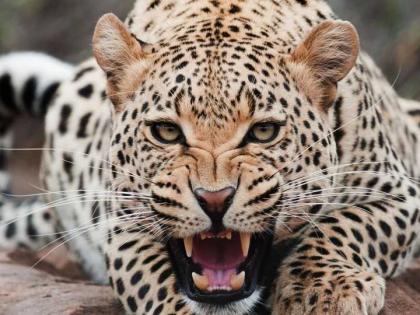 Elderly man killed in leopard attack | बिबट्याने केलेल्या हल्ल्यात वृद्ध ठार