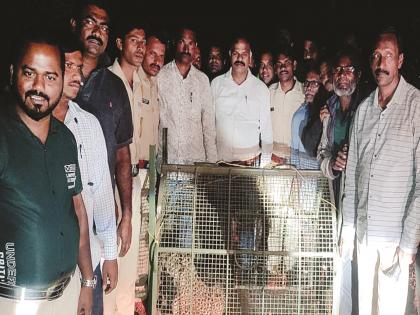 A large crowd of onlookers gave life to a leopard stuck in a cage in Dewar | Ratnagiri News: देव्हारेत फासकीत अडकलेल्या बिबट्याला जीवदान, बघ्यांची मोठी गर्दी 