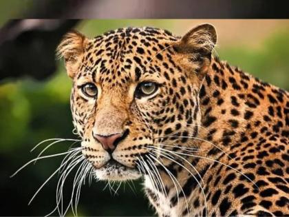 Sealing of Leopard with Calves in Kamalapur area by Forest Department; A word of caution | बापरे! कमळापूर परिसरात बिबट्याचा बछड्यांसह वावर, सावधानतेचा इशारा