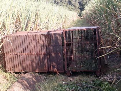 How many more vacant cages of the leopard will take place? | पंढरपूरातील बिबट्याचे रिकामे पिंजरे अजून किती बळी घेणार ?