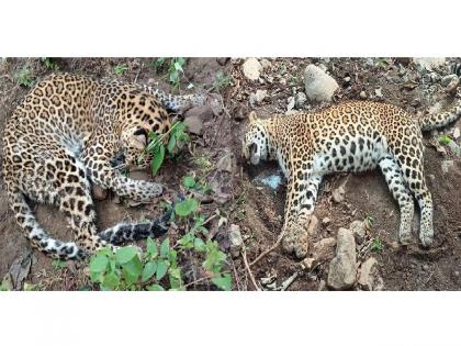 two leopards found dead in Melghat on the forests of Semadoh - Raipur route | मेळघाटात दोन बिबट मृतावस्थेत आढळले; वनविभागात खळबळ