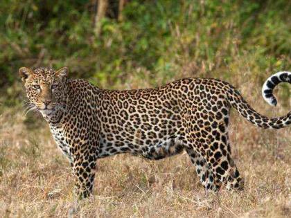 To whom did the leopards in the Wangani area go ?; An appeal to be vigilant | वांगणी परिसरातील बिबट्या गेला कुणीकडे?; सतर्क राहण्याचे केले आवाहन