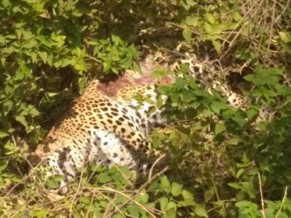 The leopard was found in a dry well in the dead | कोरड्या विहिरीत बिबट मृतावस्थेत आढळला