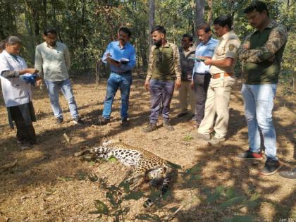 Leopard dies in tiger fight; Incidents in Chandrapur district | वाघाच्या झुंजीत बिबट्याचा मृत्यू; तळोधी बाळापूर वनपरिक्षेत्रातील घटना