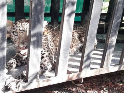 Death of a half-year leopard in Queen's garden | राणीच्या बागेतील दीड वर्षाच्या बिबट्याचा मृत्यू