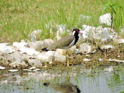 Bird nest is full of plastic waste and bird habitat is in danger | पक्ष्यांची पंढरी झाली ‘प्लास्टिकमय’, अधिवास धोक्यात...