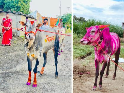 'बिजल्या'ने पालटले शेतकऱ्याचे नशीब; २५ शर्यती जिंकल्या, आता ११ लाख ११ हजारांना विक्री!