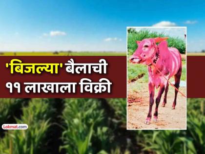 कानफोडीच्या ‘बिजल्या’ची ११ लाखांत विक्री; शेतकरी पवन राठोड एक बैल विकून झाले लखपती