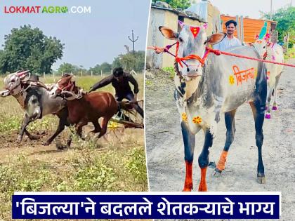 Bijlya Bull Story : 'बिजल्या' ची कमाल! एका बैलामुळे बदलले शेतकऱ्याचे भाग्य वाचा सविस्तर