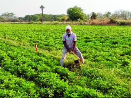 Four lakhs of four acre farming; amazing work of modern farmer from Biloli | चार एकर शेतीत घेतले चार लाखांचे उत्पन्न; बिलोलीच्या आधुनिक शेतकऱ्याची किमया