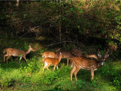 Biodiversity and conservation of nature through Religious restrictions and culture | धार्मिक बंधने, संस्कृतीतून साकारलेली जैवविविधता, निसर्गाचे संवर्धन