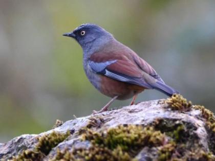 World Migratory Bird Day; About 250 foreign birds visited Vidarbha |  जागतिक स्थलांतरित पक्षीदिन; २५० च्यावर परदेशी पक्ष्यांनी दिली विदर्भाला भेट