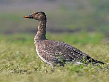 tundra bean goose bird in Bhigwan this bird was first seen in Maharashtra | दुर्मिळ ‘टुंड्रा बीन गूज’चे भिगवणला दर्शन; महाराष्ट्रात पहिल्यांदाच दिसला हा पक्षी