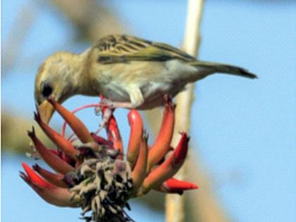 Bird Race in Mumbai; Records of various species of birds made by birdwatchers | मुंबईत बर्ड रेस; पक्षीमित्रांनी केल्या विविध प्रजातींच्या पक्ष्यांच्या नोंदी