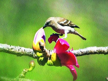  61 species of rare birds in the suburbs; 380 bird watchers recorded | मुंबई, उपनगरात दुर्मीळ पक्ष्यांच्या ६१ प्रजाती; ३८० पक्षीप्रेमींनी केली नोंद