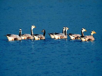 The arrival of migratory birds in the state | राज्यात स्थलांतरित पक्ष्यांचे आगमन