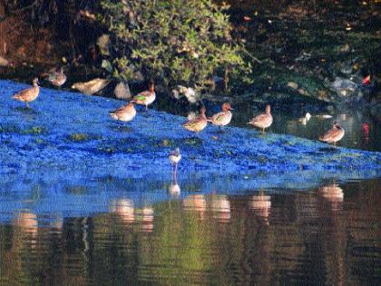  Waiting for the list of 'Ramsar' by the wetlands of the state | राज्यातील पाणथळींना ‘रामसार’ यादीची प्रतीक्षा