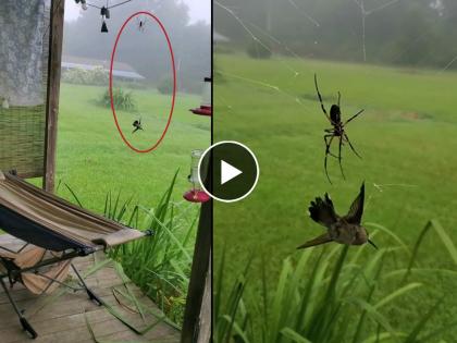 spider hunts bird video goes viral on social media | कोळ्याने केली भल्या मोठ्या पक्ष्याची शिकार, व्हिडिओ पाहुन होईल थरकाप