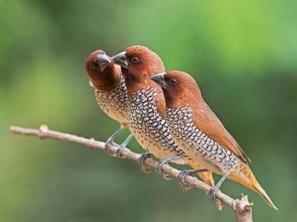 Bird week to be held in the state in the first week of November | नोव्हेंबरच्या पहिल्या आठवड्यात राज्यात राबविणार पक्षी सप्ताह