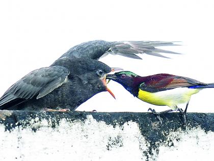 One for the chicks, the other for the grass! | पिलं एकाची, घास भरवणारा दुसराच!