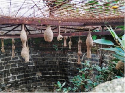 bird hangs the swing on the net for the babies Trying to adapt to a changing environment | पिल्लांसाठी तिनं झोका जाळीला टांगला! बदलत्या वातावरणाशी जुळवून घेण्याचा प्रयत्न 