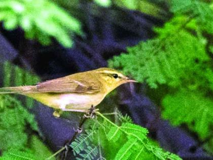 For the first time in the city of Amravati, a European bird 'Green Warbler' has been recorded | अमरावती शहरात पहिल्यांदाच युरोपीय पक्षी 'ग्रीन वॉर्बलर'ची नोंद