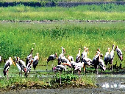 Vasaiyat Wide Industry Center ?; Strong opposition to the construction of locals | वसईत विस्तीर्ण उद्योग केंद्र?; स्थानिकांचा बांधकामास तीव्र विरोध