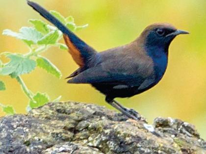 Twinkling in the desert; Arrival of the visiting birds | उरणमध्ये किलबिलाट; पाहुण्या पक्ष्यांचे आगमन