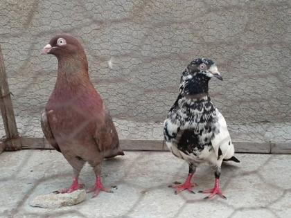 Outrageous incident in Pune Twelve year old boy forced to eat pigeon droppings | पुण्यातील संतापजनक प्रकार: बारा वर्षाच्या मुलाला कबुतराची विष्टा खायला लावली