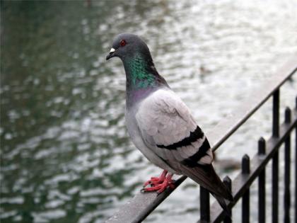 Kite flying is becoming a deadly sport Rescue of 84 birds trapped in nylon mesh | पतंग उडवणे ठरतंय जीवघेणा खेळ; नायलॉनच्या मांजात अडकलेल्या ८४ पक्ष्यांची सुटका