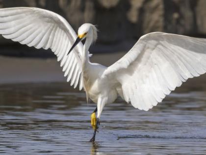 Ramsar / Wetlands in Maharashtra and their Environmental Significance | जागतिक पाणथळ दिवस; महाराष्ट्रातील रामसर/ पाणथळ स्थळे आणि त्यांचे पर्यावरणीय महत्व