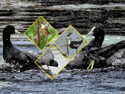 Chirping of birds in Uran bird world outside the window interesting story | उरणमध्ये पक्षांचा किलबिलाट : खिडकीबाहेरचं पक्षी जग !