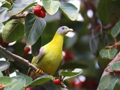 The first bird week in the state without planning | राज्यातील पहिला पक्षी सप्ताह नियोजनाविना