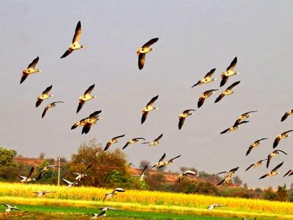 Heavy! Flying from an altitude of 32,000 feet, traveling 4,000 km, Mangolian Bar Head Goose birds on the Niwali lake | भारीच ! ३२ हजार फुट उंचीवरून उड्डाण, ४ हजार किमीचा प्रवास करून विदेशी पक्षी निवळी तलावावर