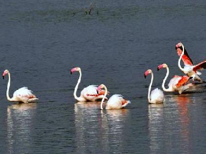 World Wetlands Day : Maharashtra 'Dhang' in the list of wetlands | पाणथळ प्रदेशांच्या यादीत महाराष्ट्र 'ढांग'