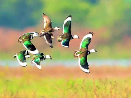 Arrival of Russian, Siberian, Mongolian birds in Nagpur | रशियन, सायबेरियन, मंगाेलियन पक्ष्यांचे नागपुरात आगमन