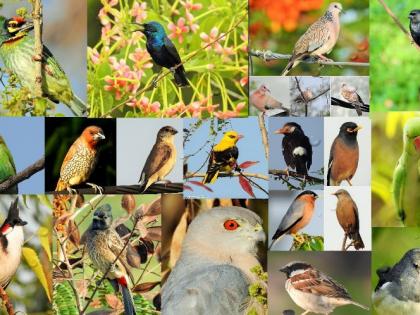 Bird Week celebrated between 5 to 12 november in state | का साजरा केला जातो 'हा' आठवडा 'पक्षी सप्ताह' म्हणून... जाणून घ्या!