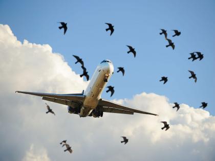 'Birdguard' will now keep a watch on the safety of aircraft including birds; Information from Navi Mumbai Airport Company | पक्ष्यांसह विमानांच्या सुरक्षेवर आता ‘बर्डगार्ड’ ठेवणार वॉच; नवी मुंबई विमानतळ कंपनीची माहिती 'Birdguard' will now keep a watch on the safety of aircraft including birds; Information from Navi Mumbai Airport Company | पक्ष्यांसह विमानांच्या सुरक्षेवर आता ‘बर्डगार्ड’ ठेवणार वॉच; नवी मुंबई विमानतळ कंपनीची माहिती